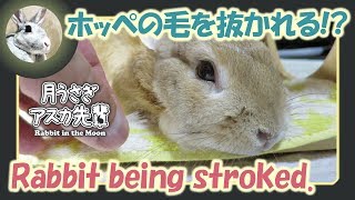 ホッペの毛を抜かれる！？【 ウサギのだいだい 】　2018年11月5日