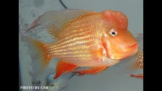 美洲慈鯛-赤荔鳳冠/獅頭關刀(Acarichthys heckelii sp.)