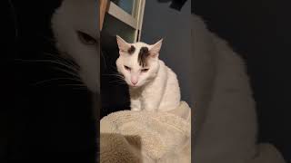 寝起きに顔洗うのは人間も猫も同じ #ねこの動画 #猫のいる暮らし #ねこの動画 #cat #ねこ #shorts #寝起き