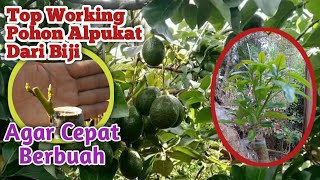 Cara Mudah Top Working Pohon Alpukat Dari Biji Agar Lebih Cepat Berbuah