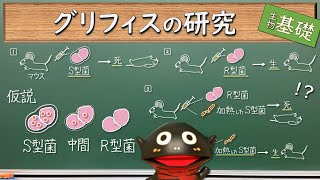 遺伝子の本体の発見史１（グリフィスの研究）【生物基礎42】