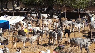 Siddaganga cattle fair 2019 | Tumkur