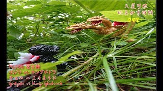 天道可紘玩具分享時間 092  FUJIMI  富士美 ゴジラ  vs  キングギドラ Godzilla vs King Ghidorah