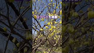 【東京桜めぐり】国営昭和記念公園。春のお花がいっぱい！　　#shorts