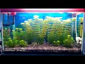 Aquascape (Limnophila Aquatica/Ambulia Raksasa/Giant Ambulia) (Part.4)