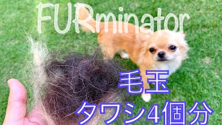 ファーミネーターほんとにそんなに取れるの？！furminatorを使ってブラッシングしてみた【丸麦チャンネル】