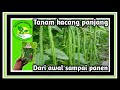 Proses menanam kacang panjang | Dari awal sampai panen