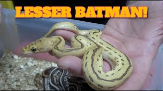 Clutch Update! Lesser Batman Ball Python!