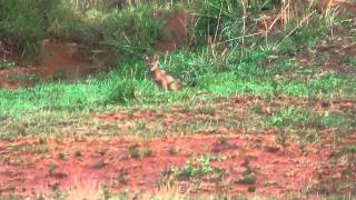 Beautiful footage of a cute little black-backed jackal puppy