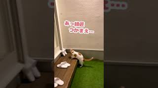 やっぱ師匠はオモロいなぁ…【おしゃべりする猫】 #Shorts 【猫アテレコ】