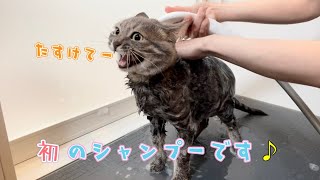 保護猫ちゃん初めてのシャンプーは意外と！？の巻