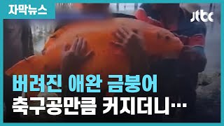 [자막뉴스] 버려진 애완 금붕어, 축구공만큼 커지더니 호수 점령했다 / JTBC News