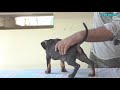 dog training malayalam day 1 part 1 വളര്‍ത്തു നായയെ പരിശീലിപ്പിക്കാം