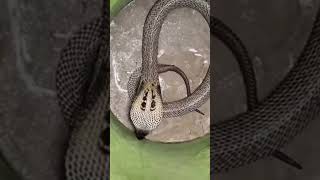 India practical cobra snake