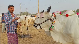 పెబ్బేరు మార్కెట్లో అన్నదమ్ముల వలె ఉన్న ఎద్దుల ధర | Pebbair Bull market in Telangana | Oxen prices