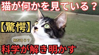 【謎行動】猫が「何もない場所」を見つめる理由…驚愕の真実！