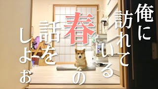 柴犬こむぎの結婚観が一般的ではなかった話【過去の迷作一気見】