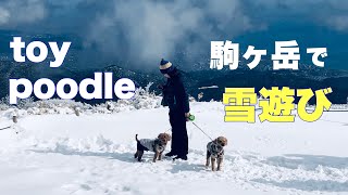 【alreo brosの雪さんぽ】愛犬とオススメ🐶。箱根の駒ヶ岳へロープウェイで雪さんぽ