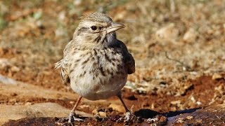 Crested lark (Galerida cristata) Κατσουλιέρης - Κορυδαλλός - Σκορταλλός - Τσούρουλλος - Cyprus