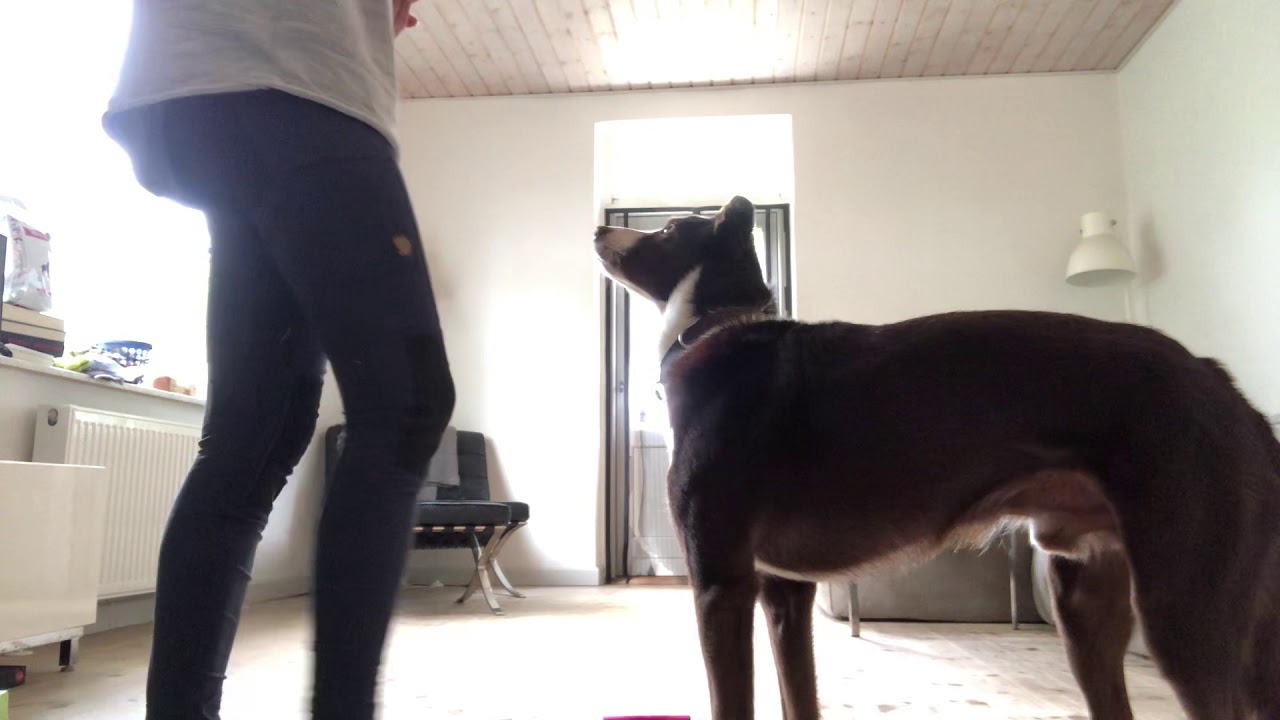 Tromplo 12 2 Youtube