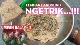 SETINGAN UMPAN BALAP IKAN MAS🔥 DITEMPEL LAWAN GAK MEMPAN BOS🔥IKAN KUMPUL NUNGGU UMPAN