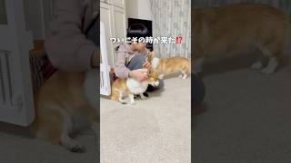 ボール投げしてもらえる思ったらそっちゃん行ってしまった😂この後トボトボそっちゃんの後を追いかけて行きましたが、そっちゃんはお風呂へ🛁なかなか上手く噛み合わない🤣 #コーギー多頭飼い #犬と子供