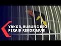 Pintar Bicara dalam 6 Bahasa, Burung Beo Ini Dapat Rekor MURI!