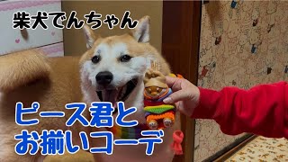 柴犬でんちゃん　ピース君とお揃いコーデ🧥