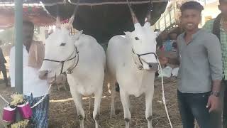 Good Looking Hallikar ox pair's in Chuchunakatte Dhanagala Jhatre, Saligrama Taluk, Mysore District