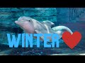 In Loving Memory of Winter the Dolphin