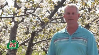 2016 Cherry Crop Update - Sales