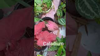 สีแดงมันแทงตา บอนสีCaladium