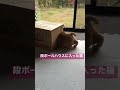 段ボールハウスからの脱出！ 猫 cat shorts