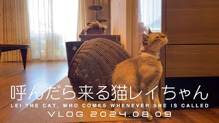 【VLOG 2024.08.09】呼んだら来る猫レイちゃん | Lei the cat, who comes whenever she is called【シンガプーラ】