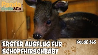 Morgenmuffel bei den Nashörnern und süßer Nachwuchs | Panda, Gorilla & Co.