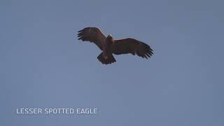 נדידת הסתיו / Autumn migration Israel