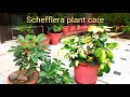 Schefflera (ornamental) plant care, umbrella tree plant care tips