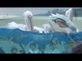 160730 ペリカンのフィーディングタイム サンシャイン水族館