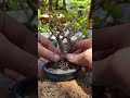 ตัดรากเปลี่ยนดินบอนไซจิ๋วง่ายๆ charminggreenbonsai เบี้ยเศรษฐี bonsai