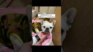 悪質業者の所に繁殖犬として生まれた犬でした #shorts #フレンチブルドッグ #保護犬 #愛犬