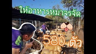 ให้อาหารหมาเกือบ 600 ตัวที่ศูนย์พักพิงสุนัขจรจัดกองทัพเรือ กองเรือยุทธการ อ.สัตหีบ จ.ชลบุรี