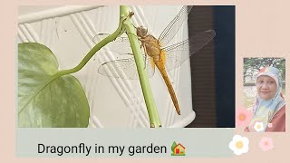 Dragonflies in the garden | Capung Kuning