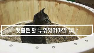 [Eng] 캣휠은 왜 누워있어야만 했나 - 고양이 캣휠 2개월 사용 후기 Why is the cat wheel laid down?