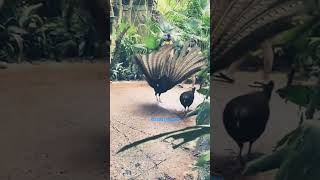 દુનિયાના 5 સુંદર મોર | 5 absolutely beautiful peacocks of the world. #shorts #viral #short