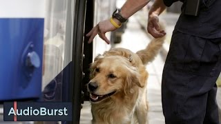 How This Man's Dog Sniffed Out Jared Fogle's Thumb Drive