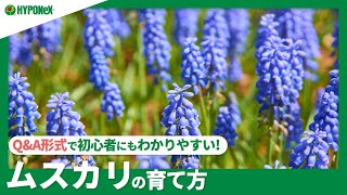 ☘64：ムスカリの育て方｜水耕栽培での育て方は？庭上の際の注意点などもご紹介【PlantiaQ&A】植物の情報、育て方をQ&A形式でご紹介