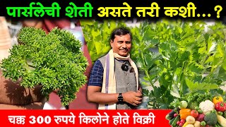 300 रुपये किलोची विदेशी भाजी पार्सले | Cultivation of Exotic Vegetable Parsley | Shivar News 24