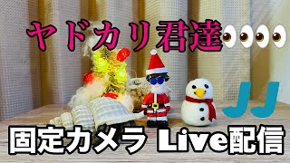 ヤドカリ君達の固定カメラ Live配信2023.12.14