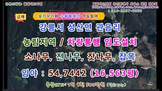 (급매) 강릉시 성산면 관음리 차량통행 임도설치 임야 16,563평 (협의가능)