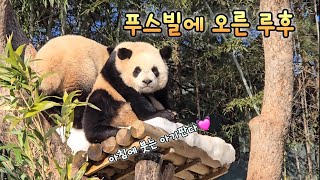 후이가 끌어줘서 나란히 푸스빌에 오른 루이💓용인소싸움 중인 루이후이 in Fu's vill💕